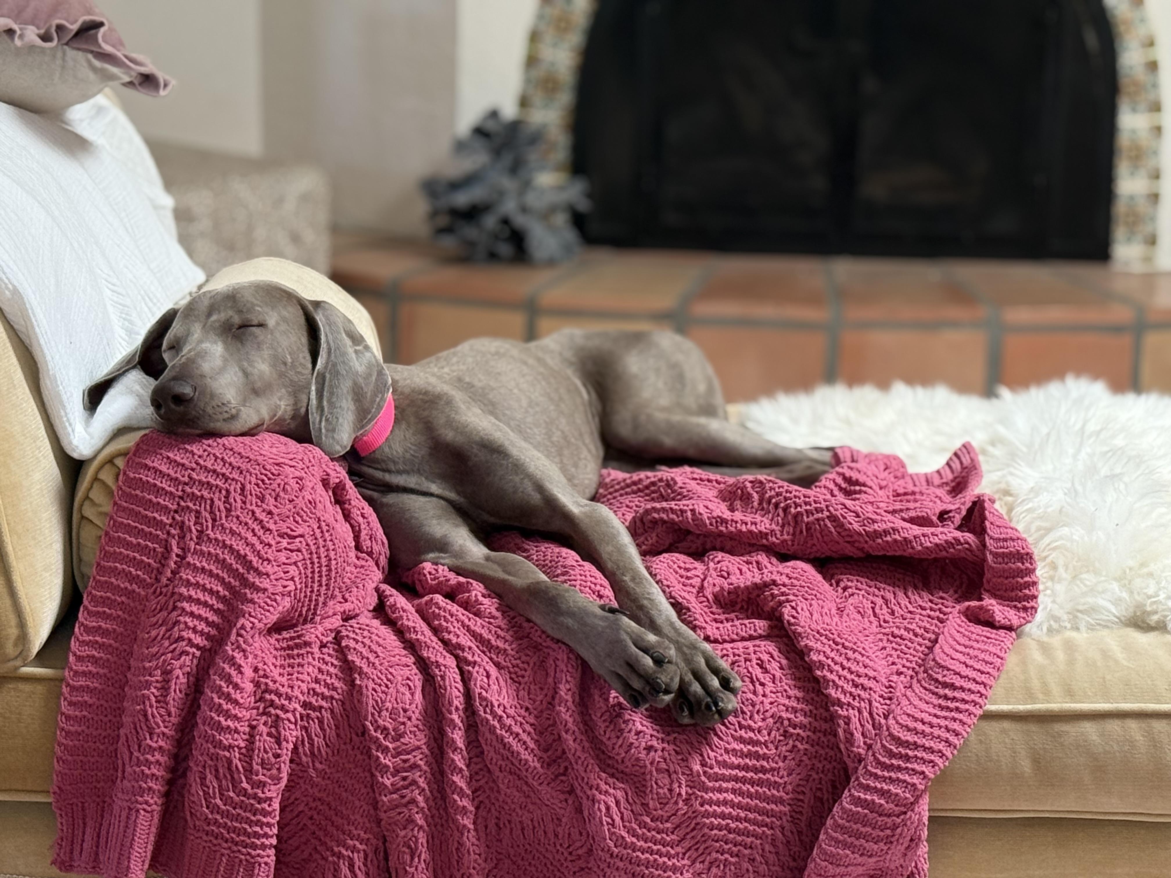 Enlarge Bikini, a Adoptable Weimaraner in Scottsdale, AZ image 6/6