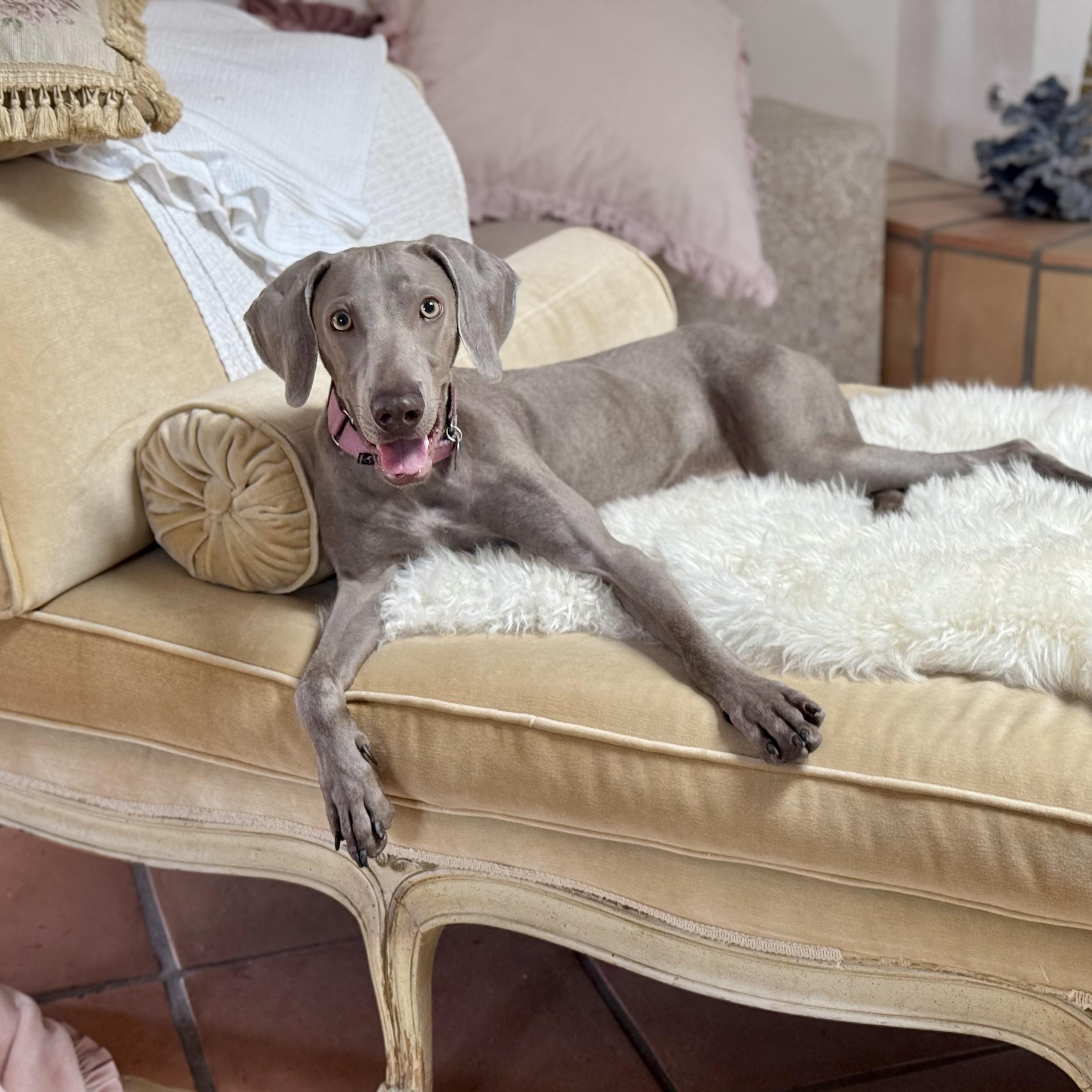 Enlarge Bikini, a Adoptable Weimaraner in Scottsdale, AZ image 2/6