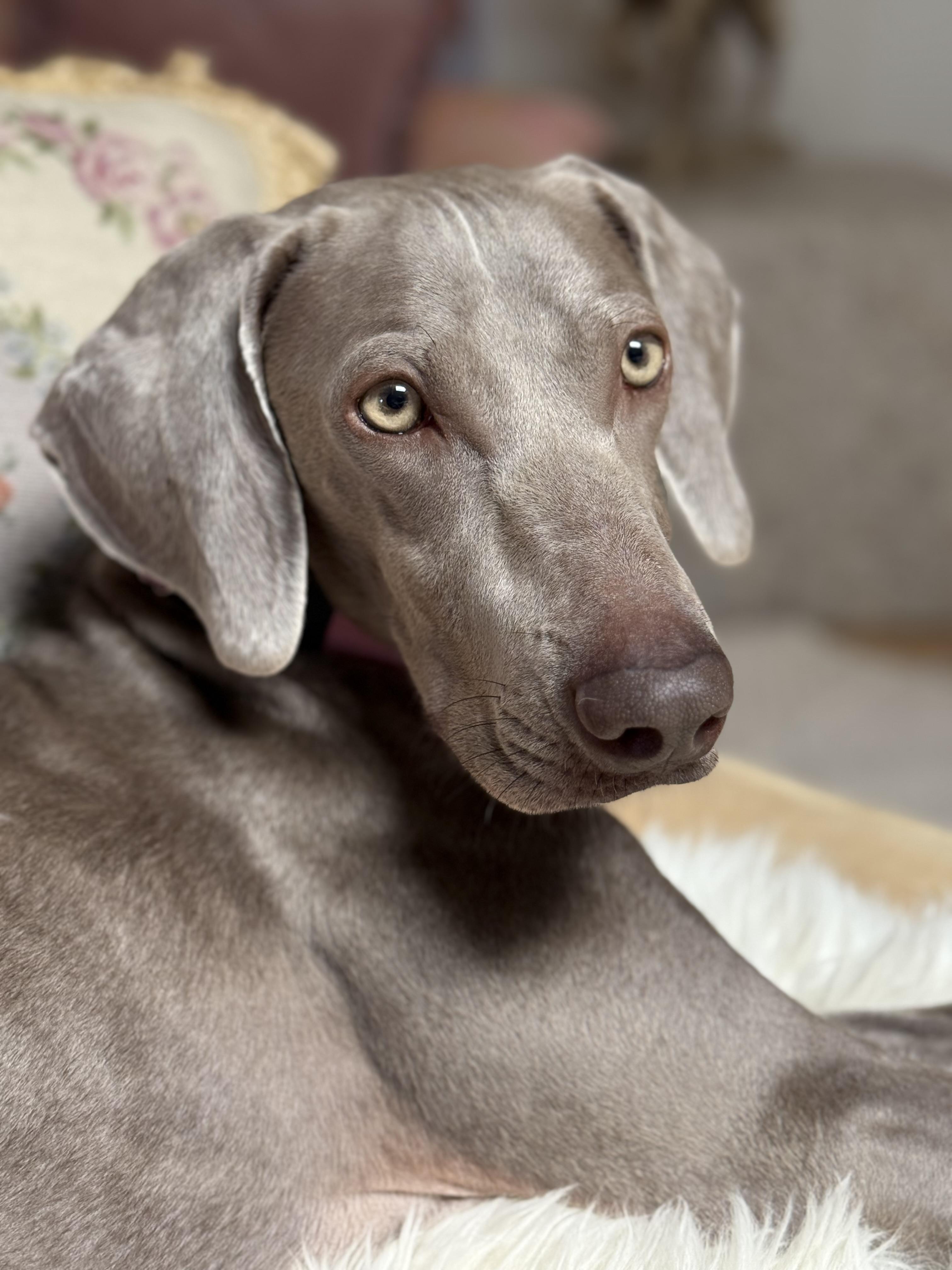 Enlarge Bikini, a Adoptable Weimaraner in Scottsdale, AZ image 3/6
