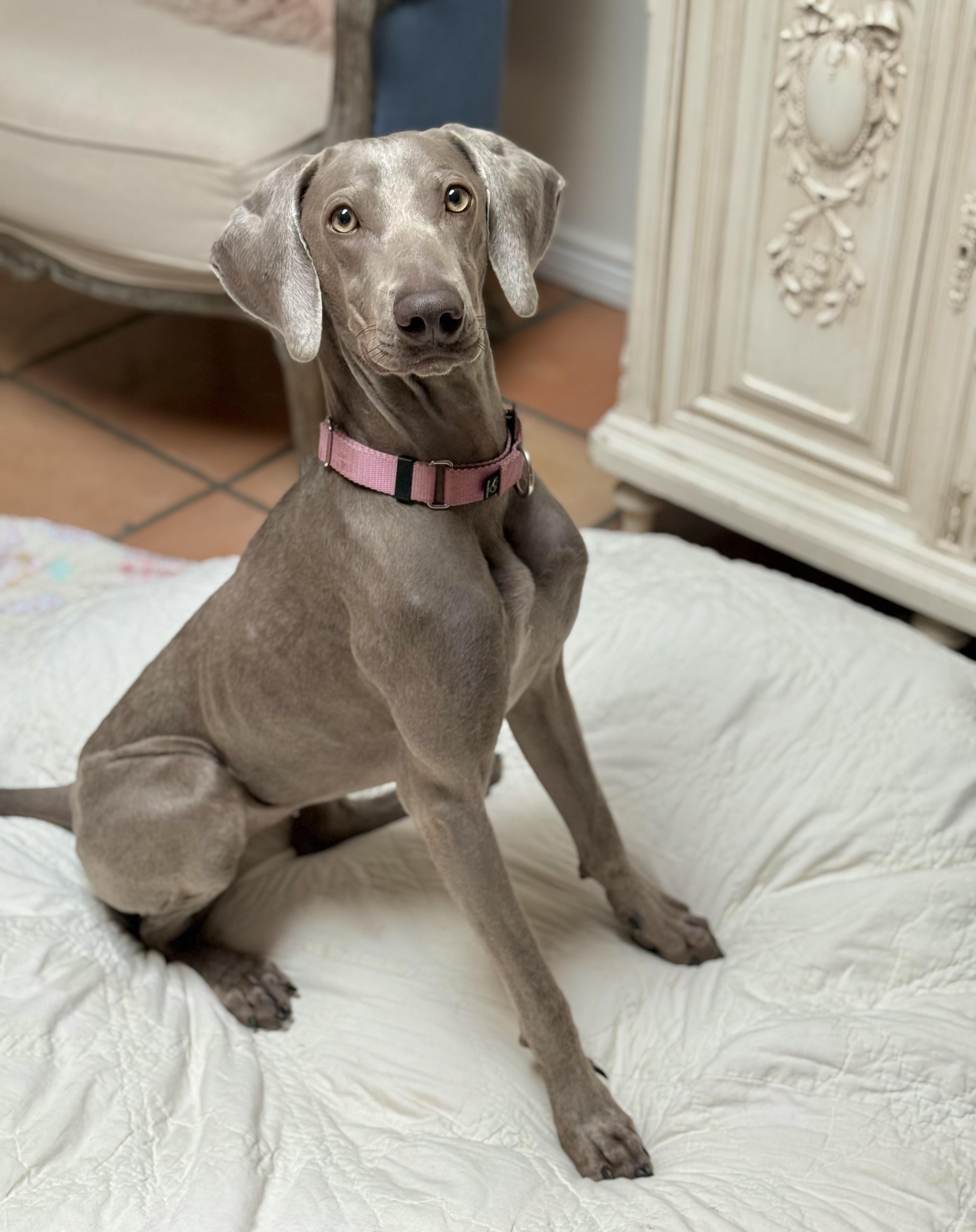 Enlarge Bikini, a Adoptable Weimaraner in Scottsdale, AZ image 1/6