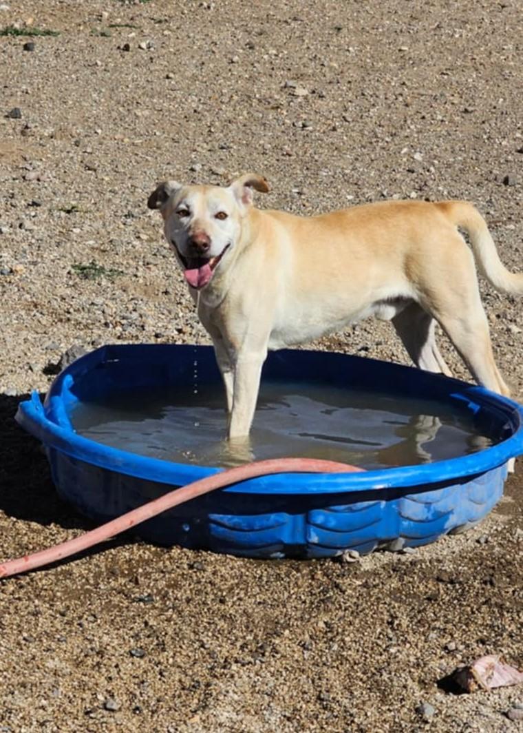 Hero, Adopted, Adult Male Labrador Retriever.