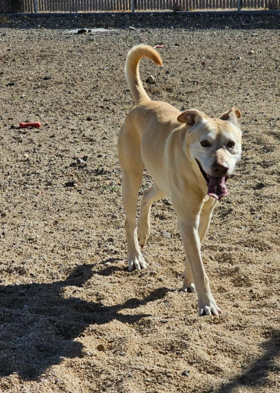Enlarge Hero, a Adopted mixed breed in Silver Springs, NV image 2/2