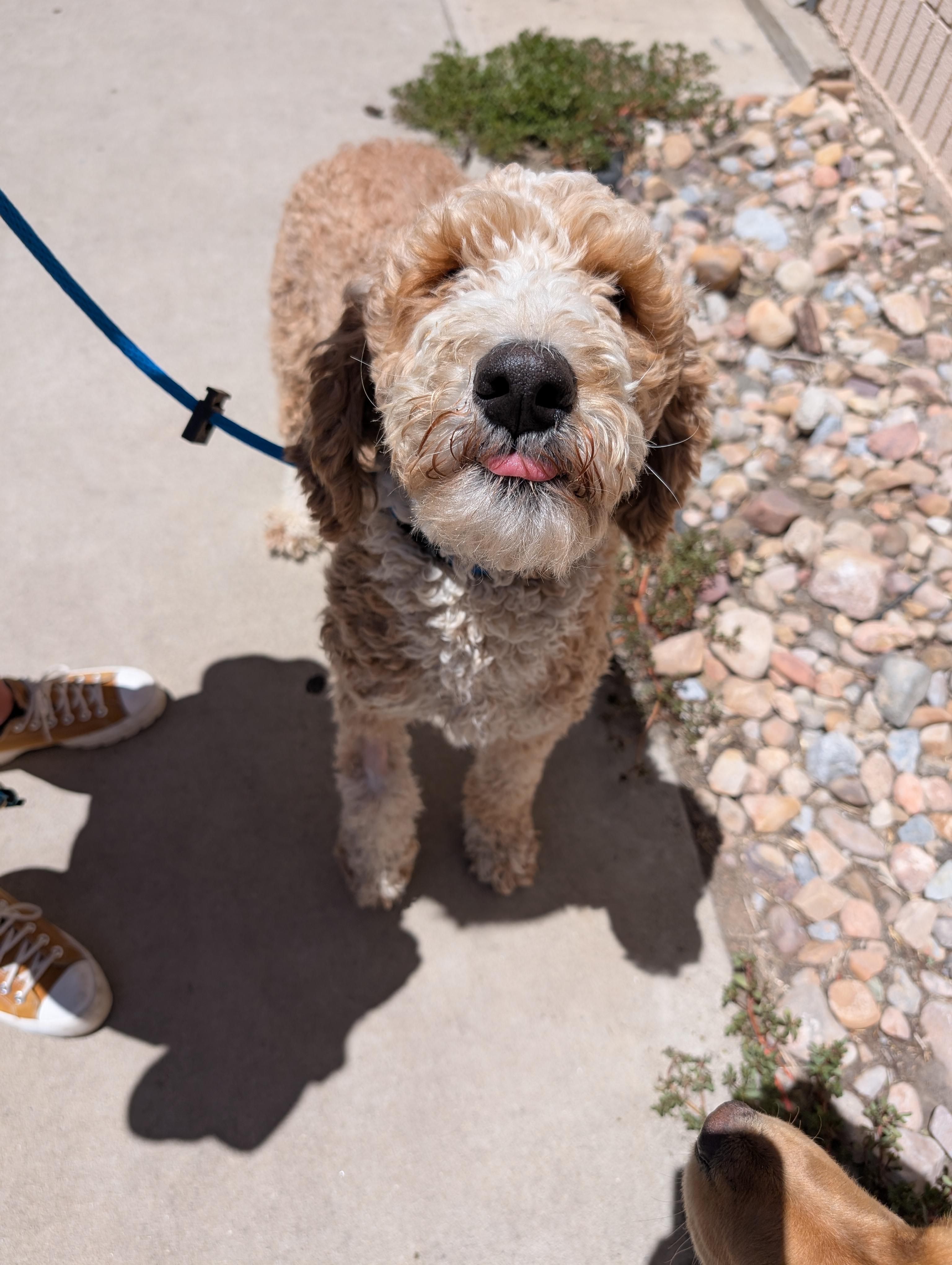 Honey Bun, ADOPTABLE, Young Female Goldendoodle.