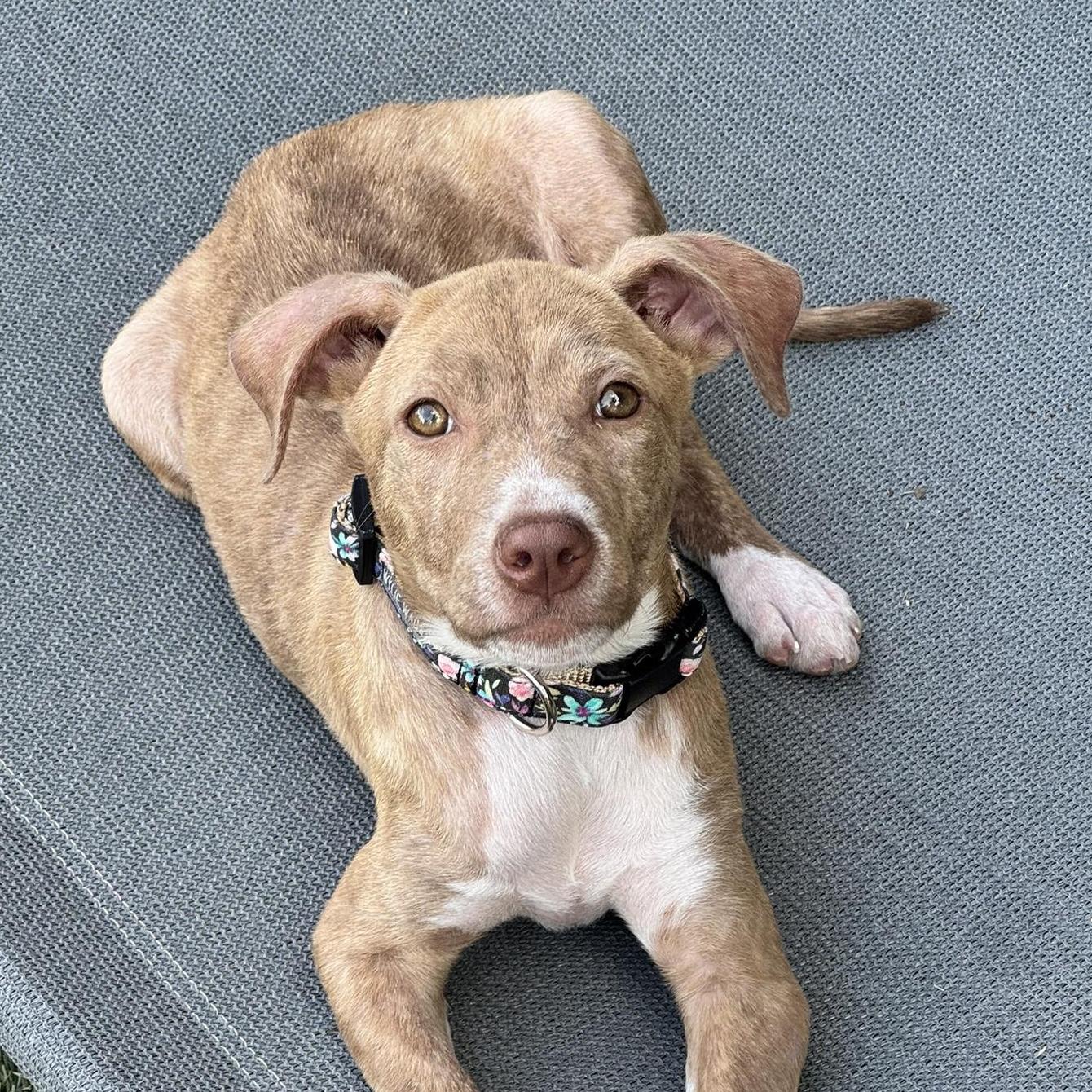 Posey, ADOPTABLE, Puppy Female Pit Bull Terrier & American Staffordshire Terrier.
