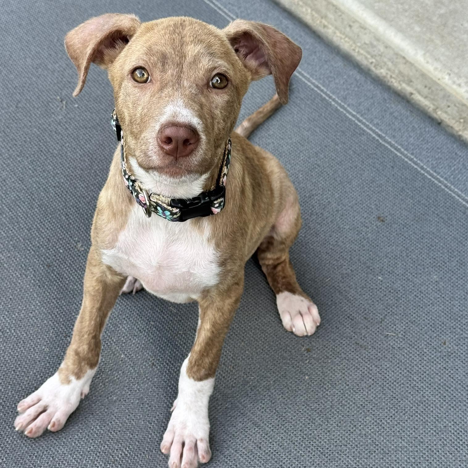 Posey, a ADOPTABLE mixed breed in Bryan, TX image 2/2