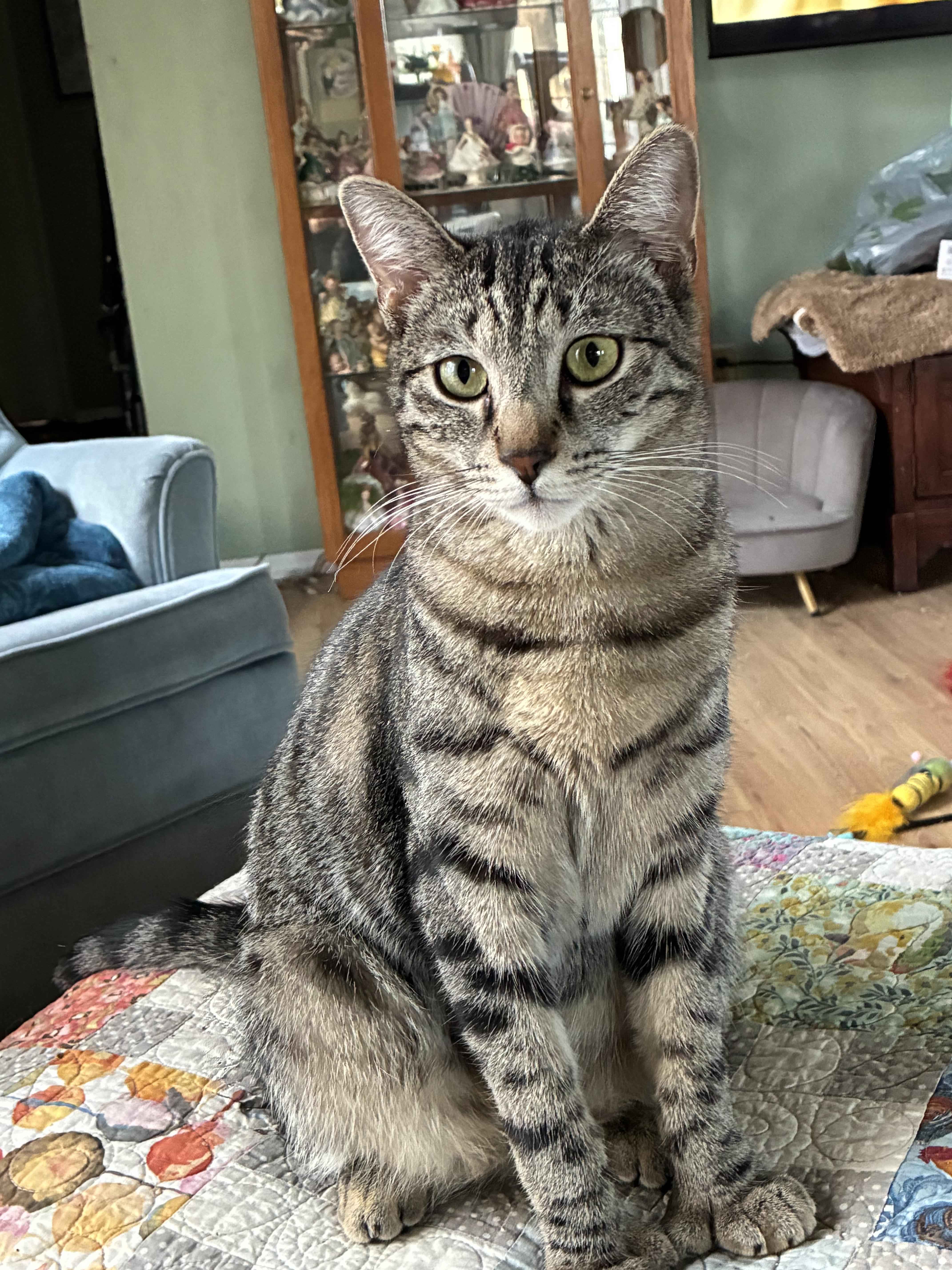 Enlarge Desi, an adopted Domestic Short Hair in Antioch, CA image 1/1