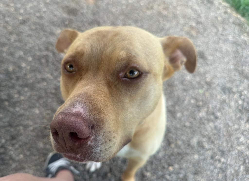 Peanuts, a Adoptable mixed breed in Burnsville, NC image 1/6