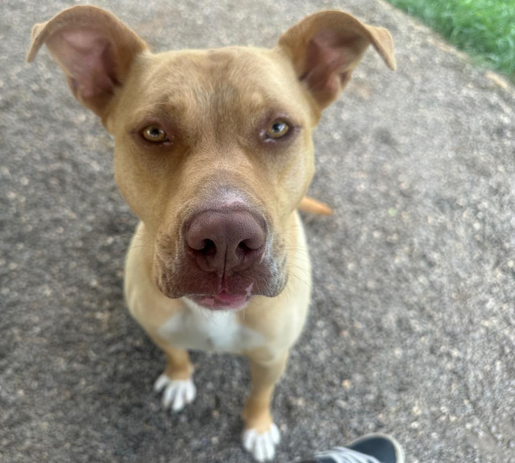 Peanuts, a Adoptable mixed breed in Burnsville, NC image 2/6