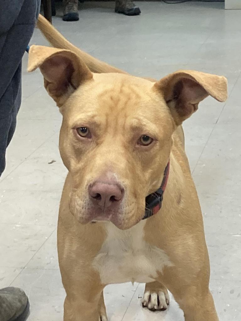 Peanuts, a Adoptable mixed breed in Burnsville, NC image 3/6