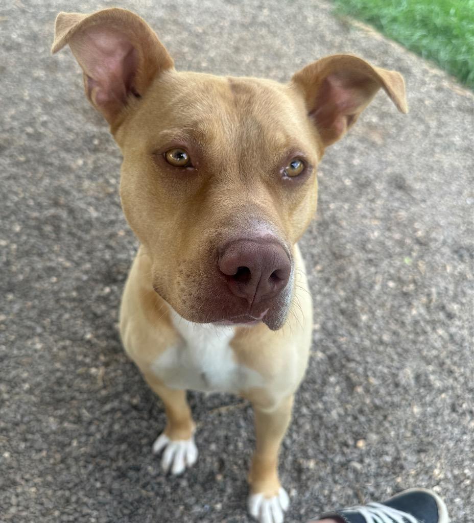 Peanuts, a Adoptable mixed breed in Burnsville, NC image 4/6