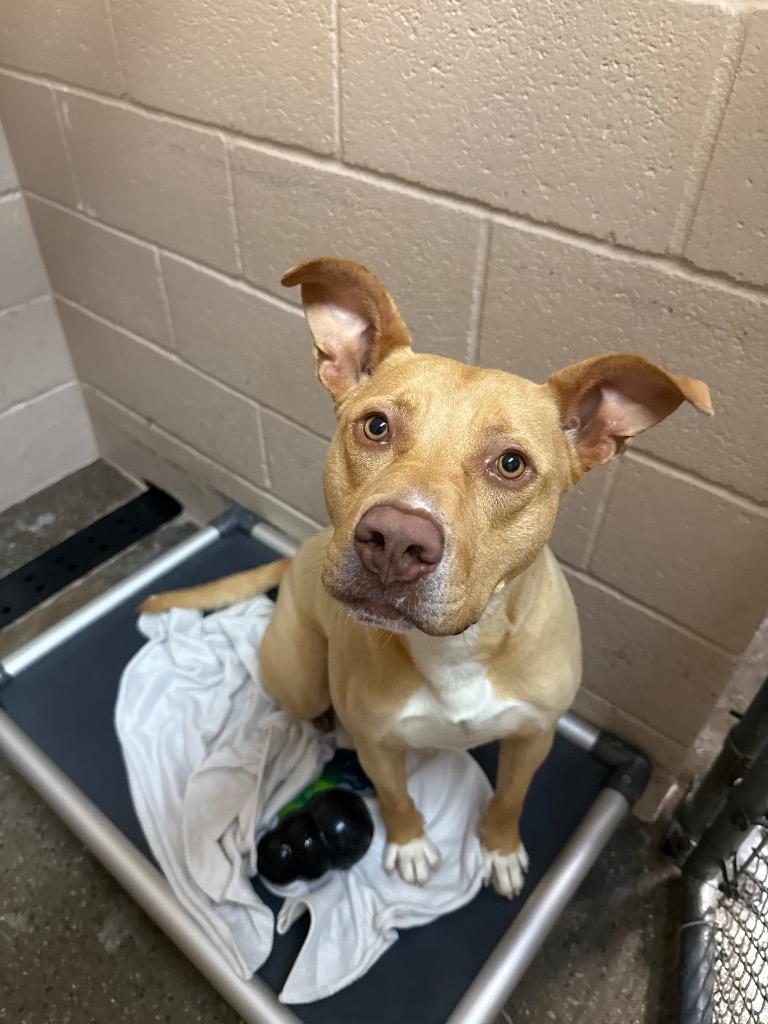 Peanuts, a Adoptable mixed breed in Burnsville, NC image 5/6