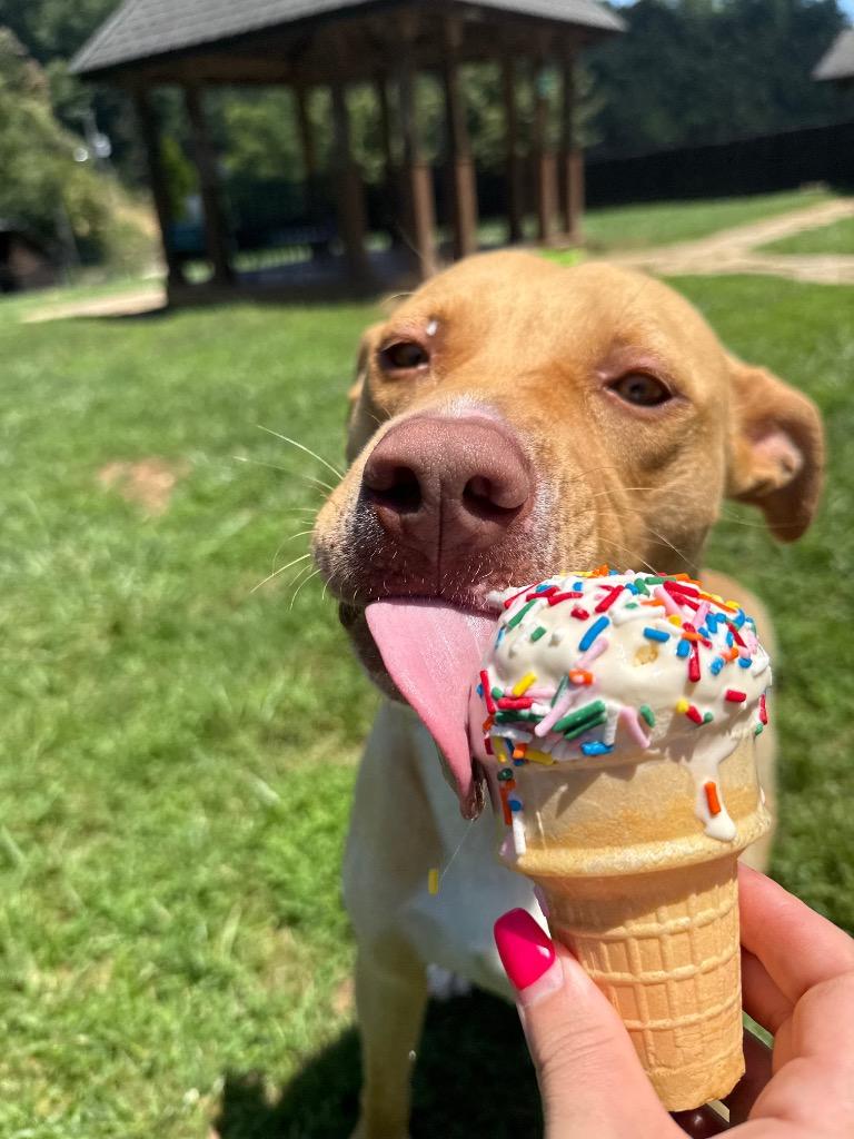 Peanuts, a Adoptable mixed breed in Burnsville, NC image 6/6