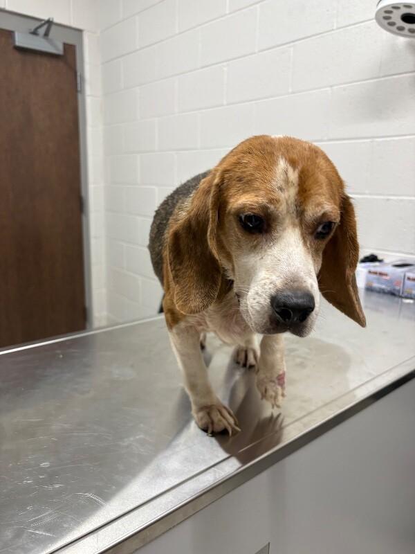 Pudge, Adoptable, Adult Female Beagle.