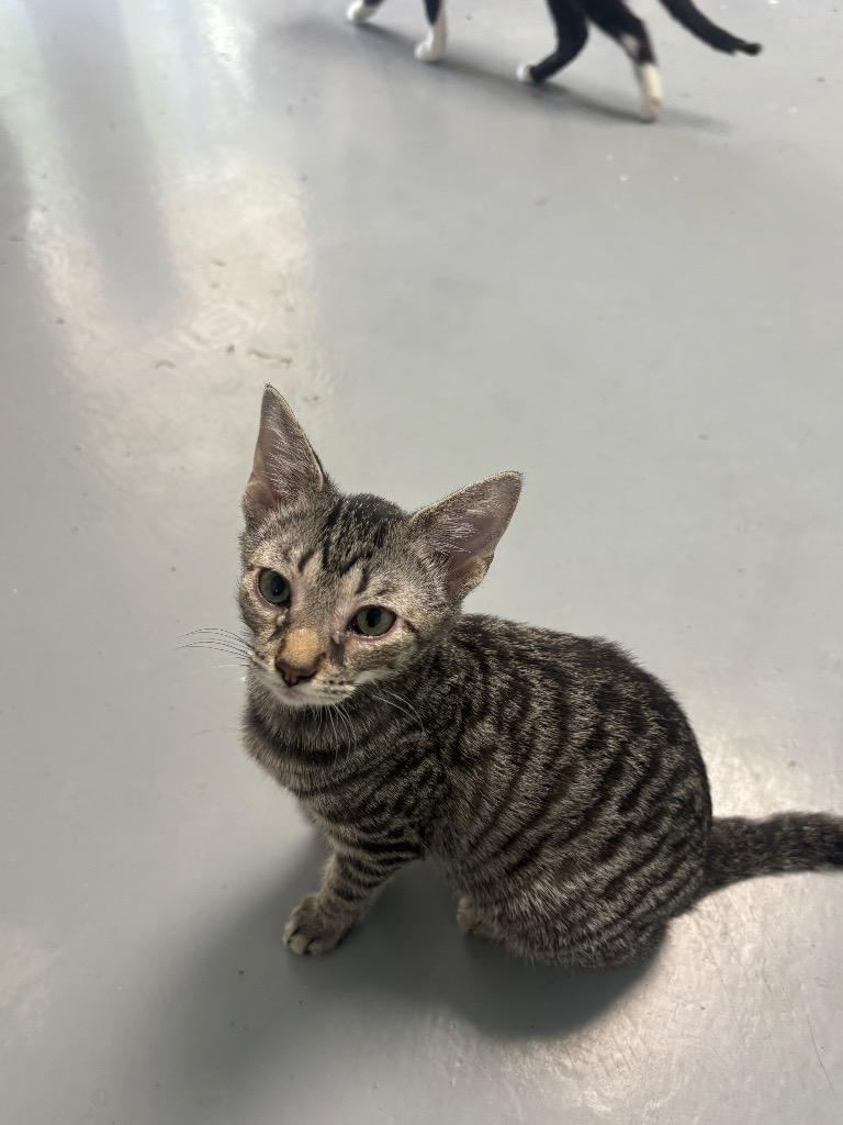 Jewel, Adoptable, Young Female Domestic Short Hair.