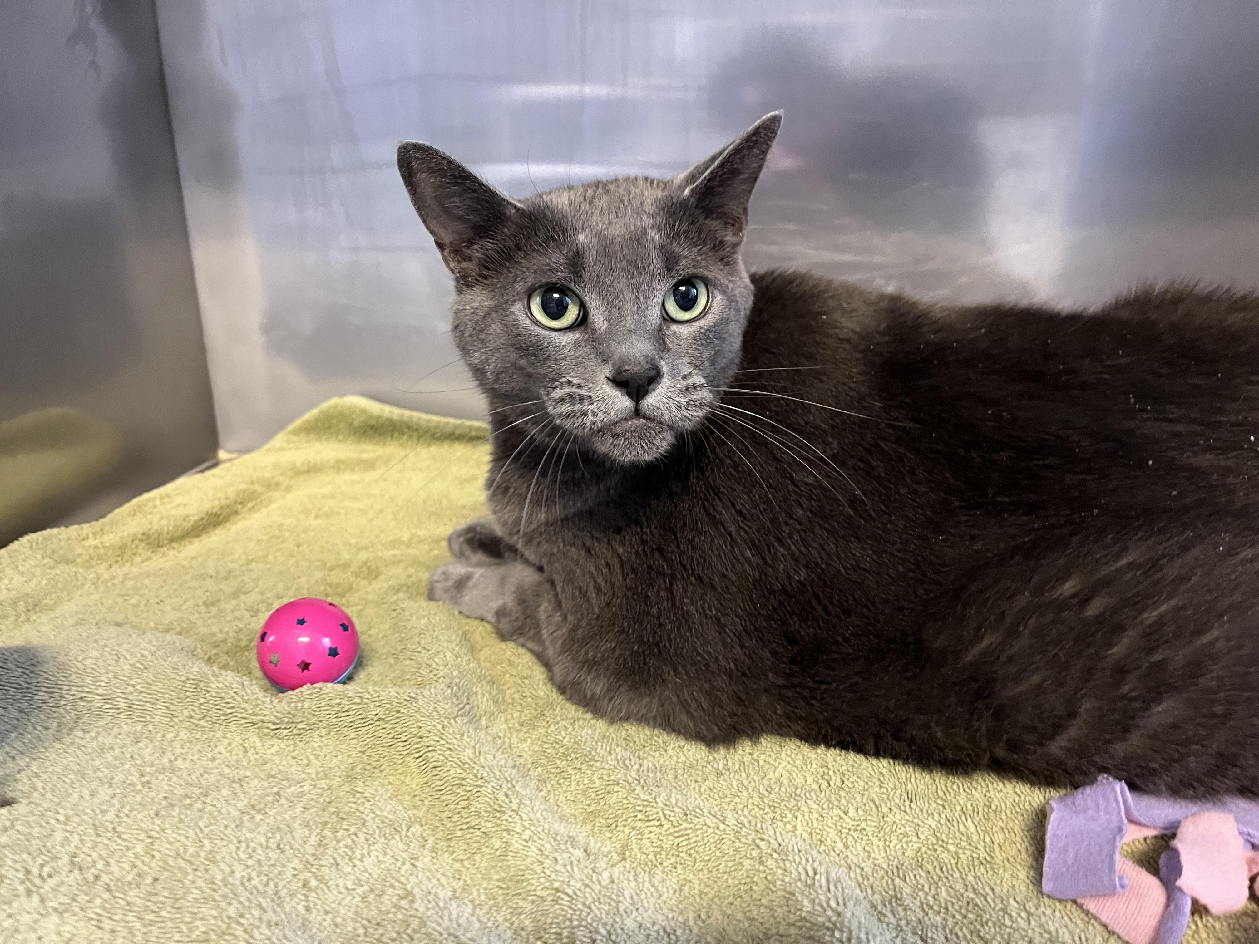 Bear, a Adoptable Domestic Short Hair in Port Perry, ON image 1/5