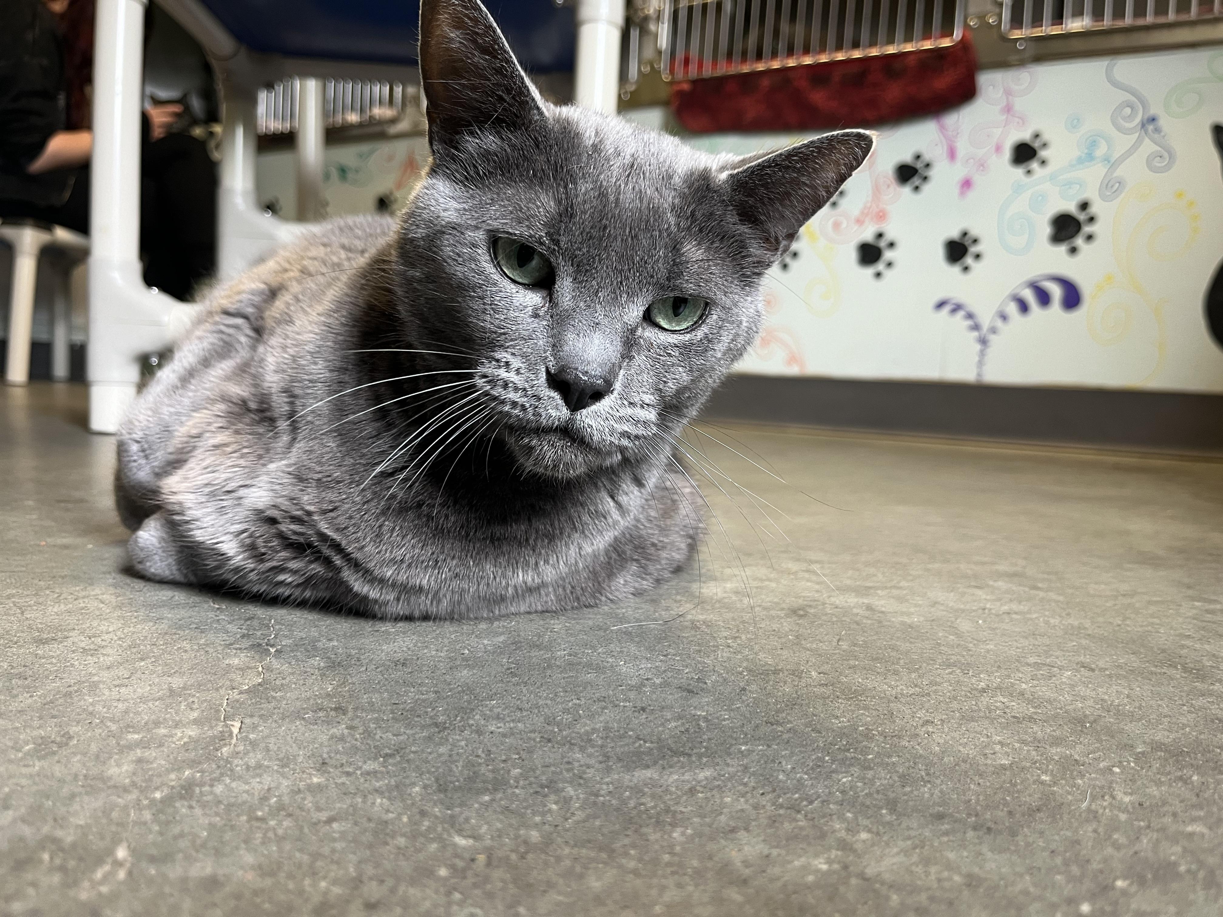 Bear, a Adoptable Domestic Short Hair in Port Perry, ON image 3/5