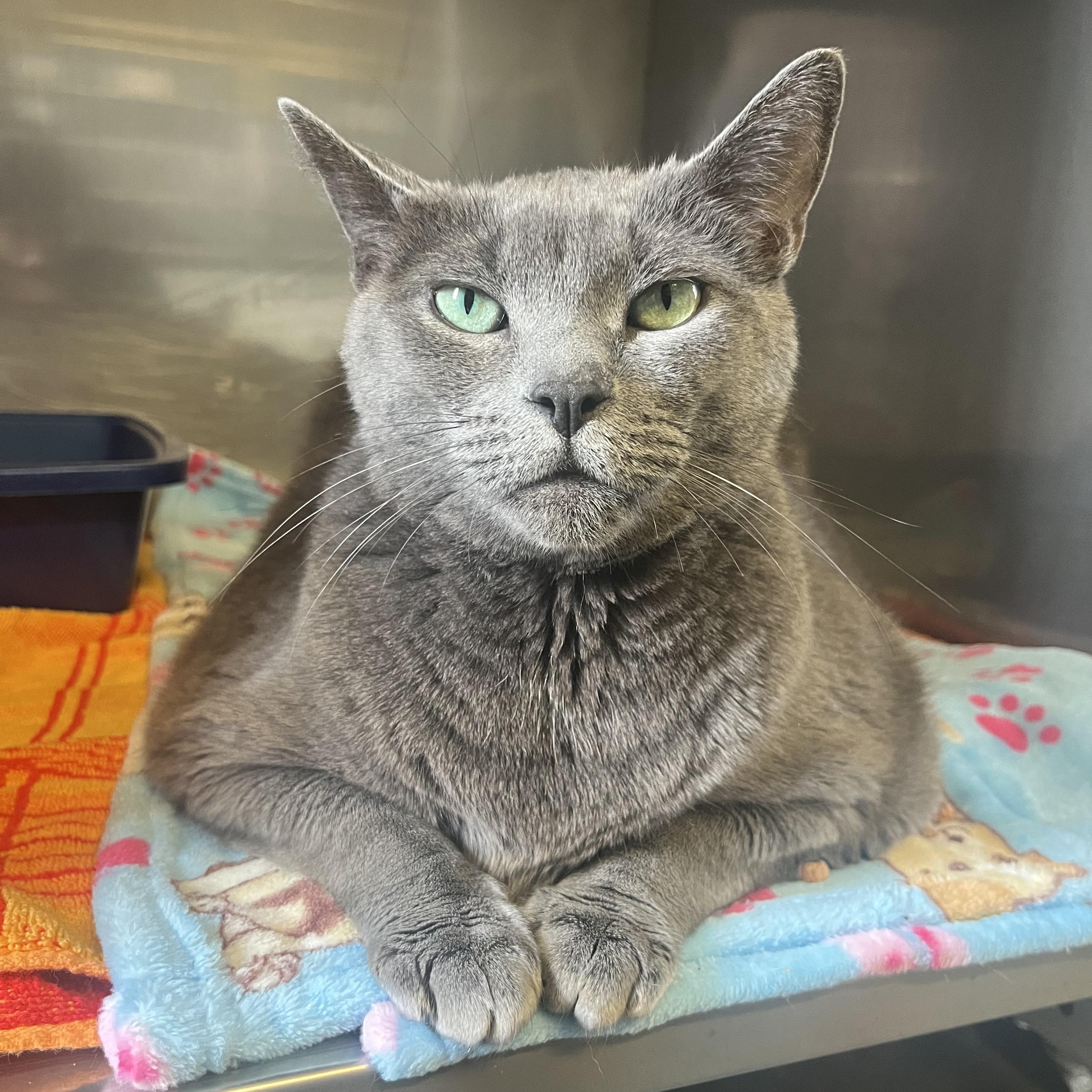 Bear, a Adoptable Domestic Short Hair in Port Perry, ON image 4/5