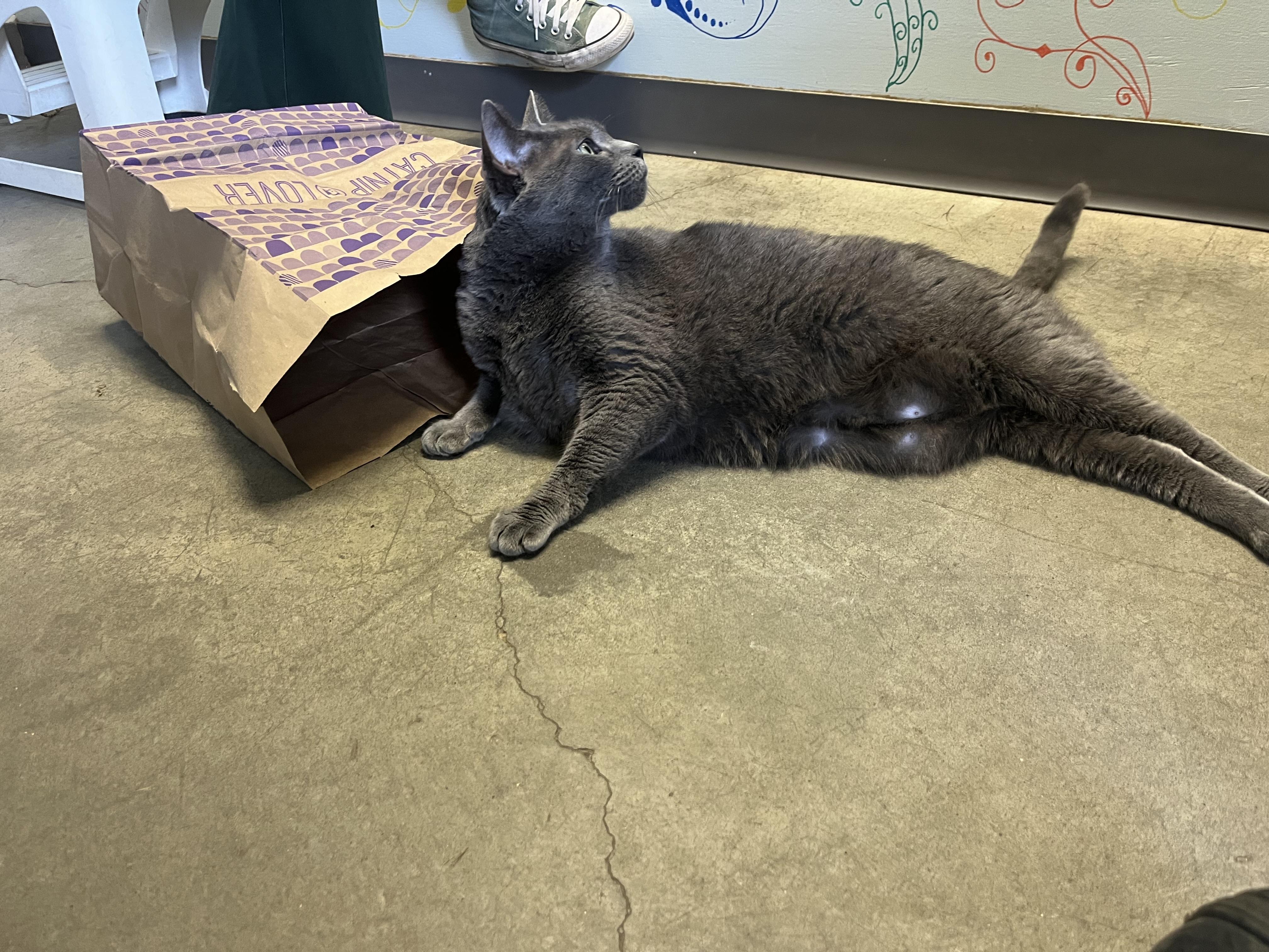 Bear, a Adoptable Domestic Short Hair in Port Perry, ON image 5/5