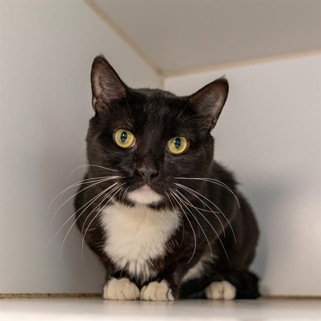 Enlarge FRIDGE, a Adoptable Domestic Short Hair in Methuen, MA image 1/1