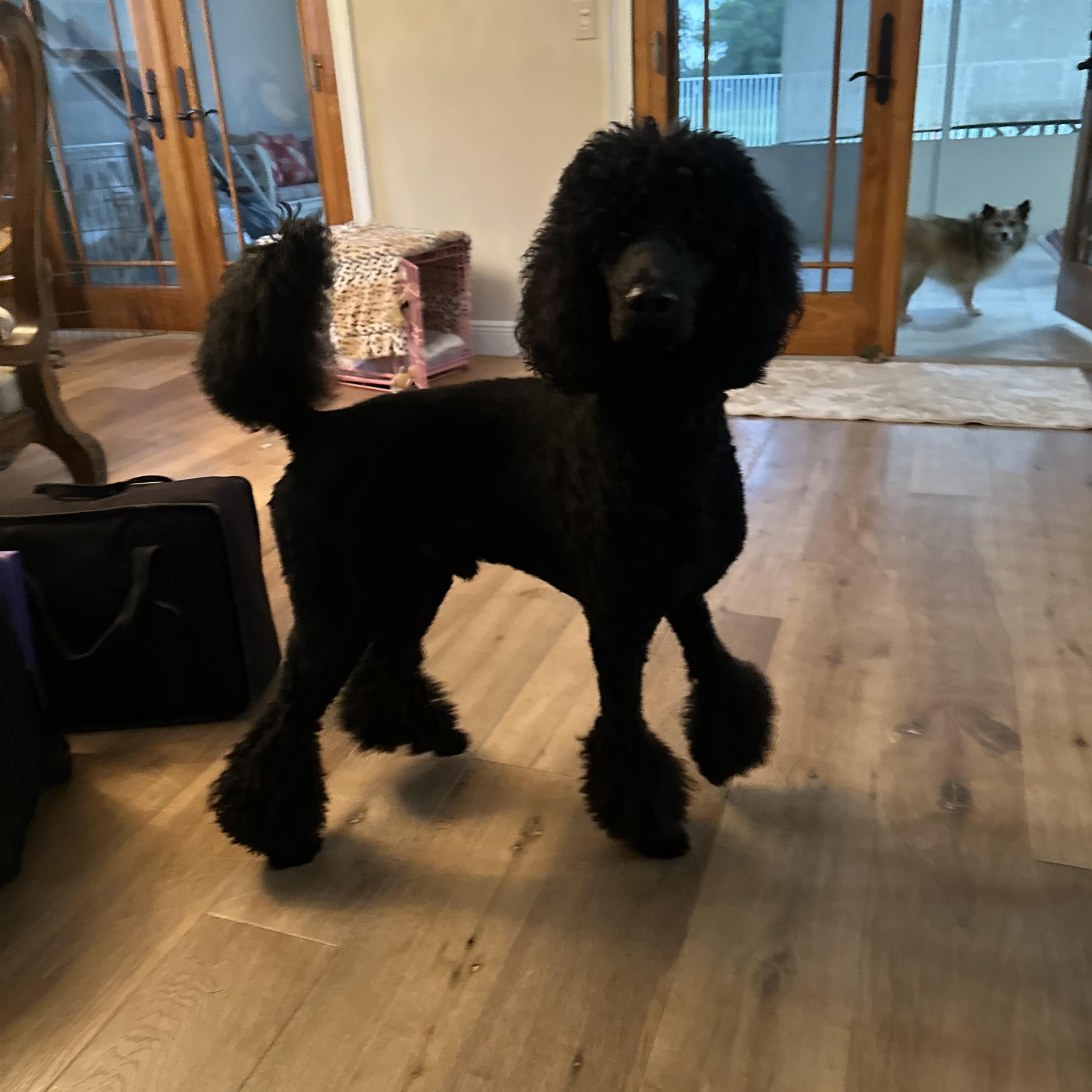 Vance is a 3-year-old Standard Poodle with a heart full of love and energy to match Hes incredibly