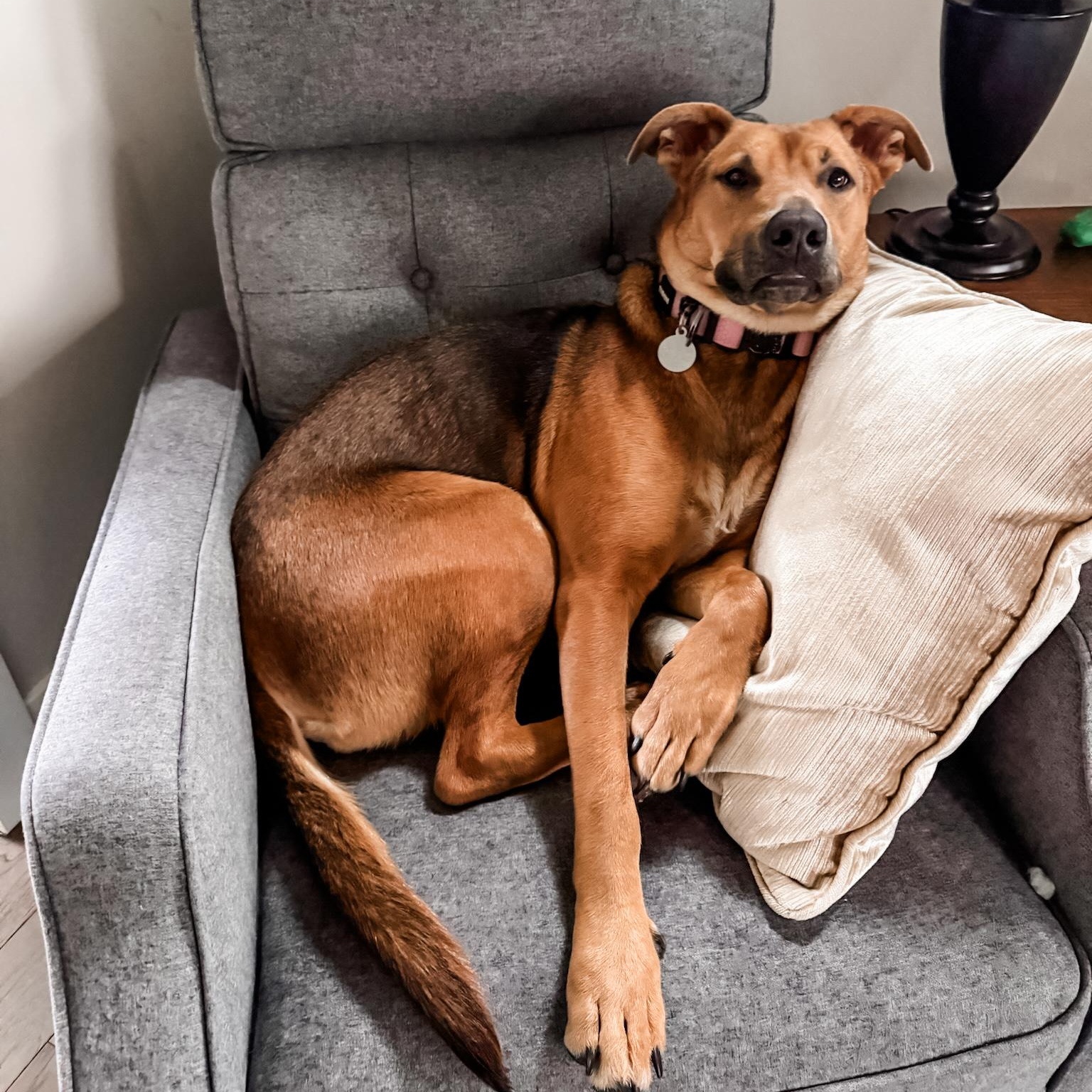 Tiana, an adopted mixed breed in Englewood, CO image 3/6