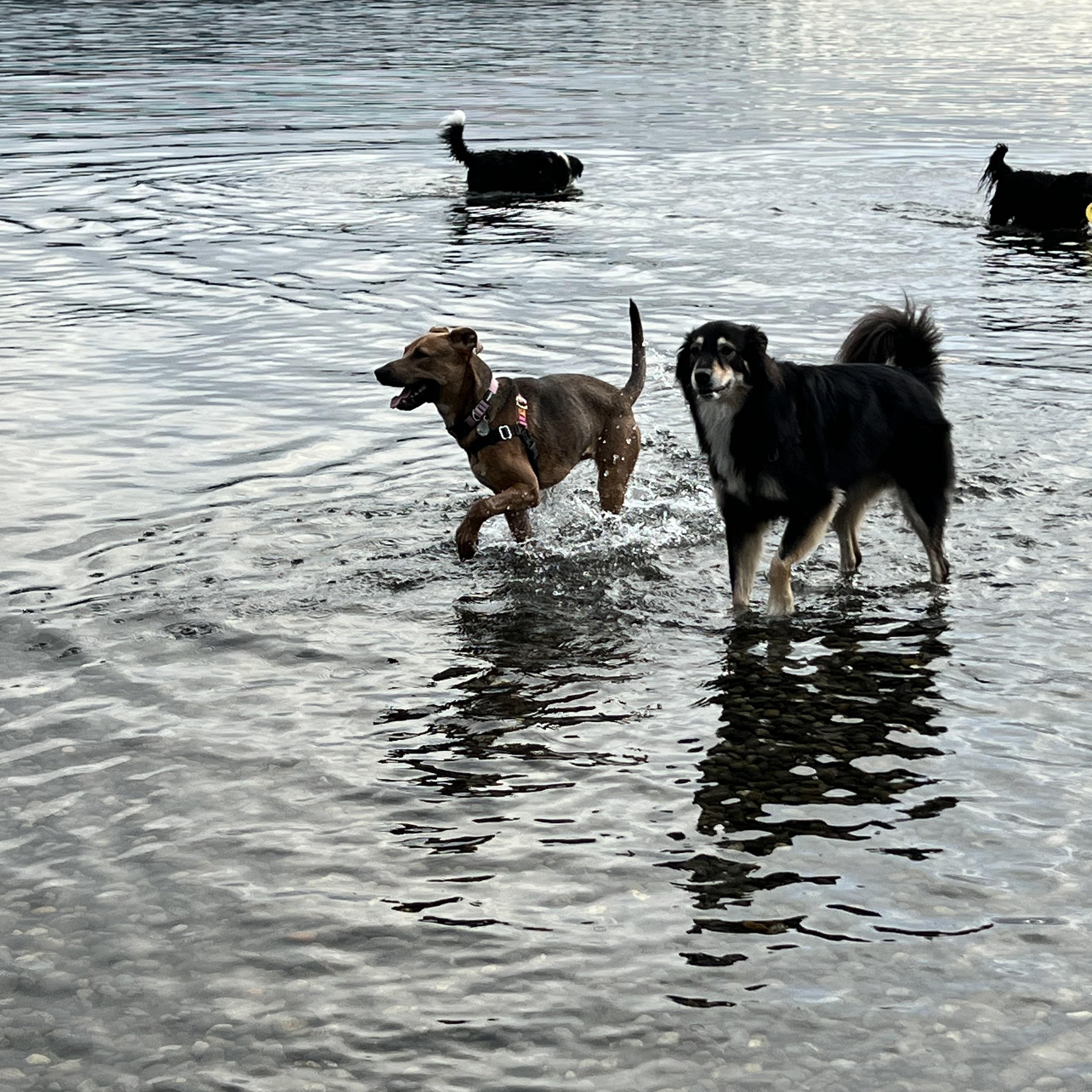 Tiana, an adopted mixed breed in Englewood, CO image 4/6