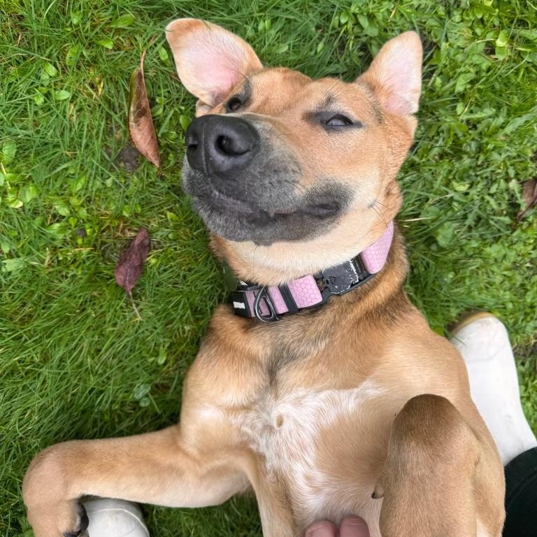 Tiana, an adopted mixed breed in Englewood, CO image 6/6