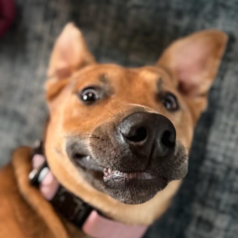Tiana, an adopted mixed breed in Englewood, CO image 5/6