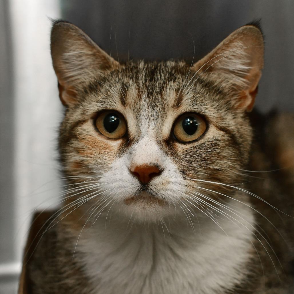 Enlarge Goldie, a Adoptable Domestic Short Hair in Ottawa, KS image 1/1