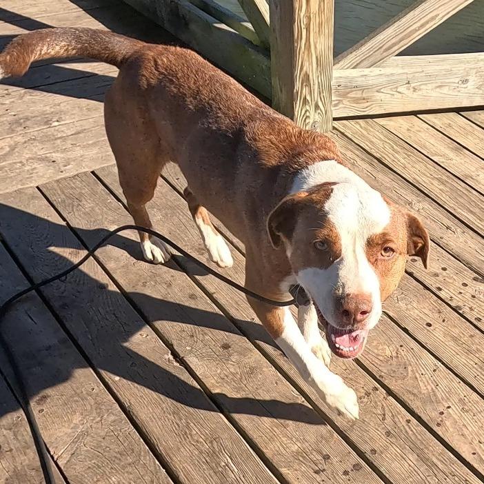 Charlie Chaplin, Adoptable, Adult Male Terrier & None.