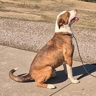 Enlarge Charlie Chaplin, a Adoptable Terrier in Hackett, AR image 2/6
