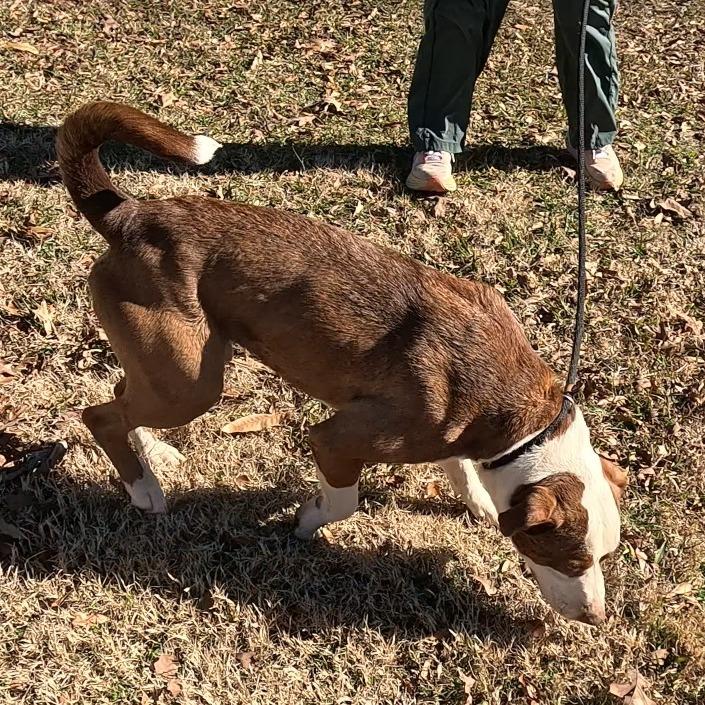Enlarge Charlie Chaplin, a Adoptable Terrier in Hackett, AR image 3/6