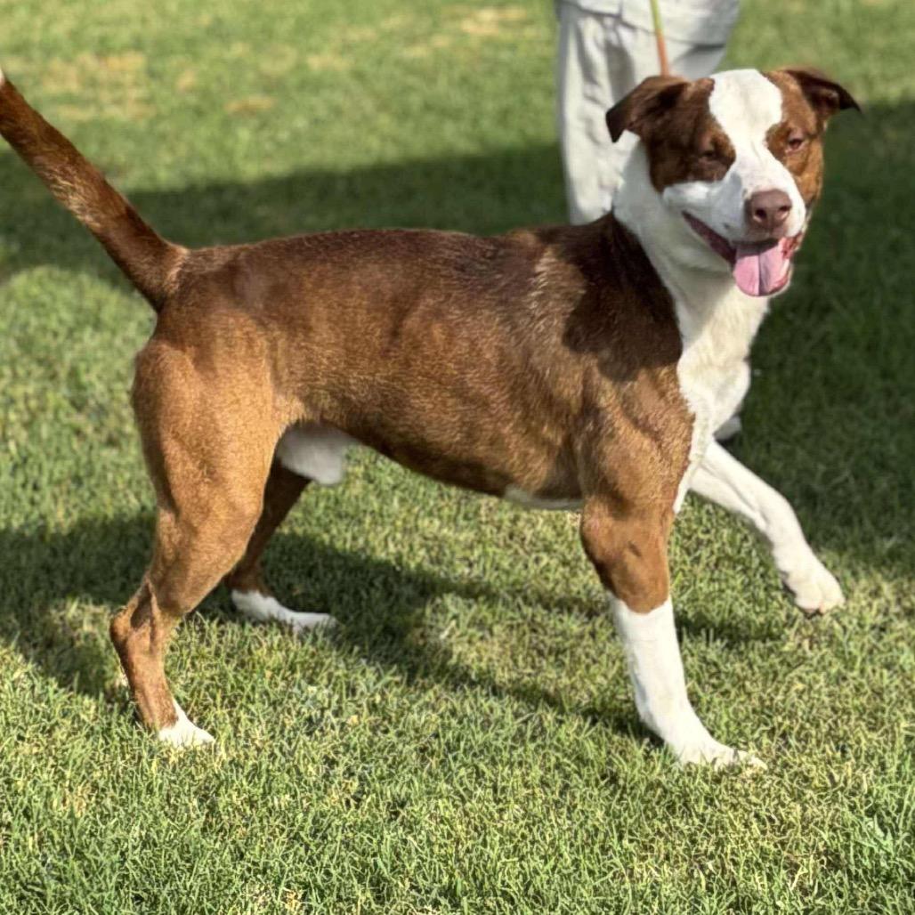 Enlarge Charlie Chaplin, a Adoptable Terrier in Hackett, AR image 4/6