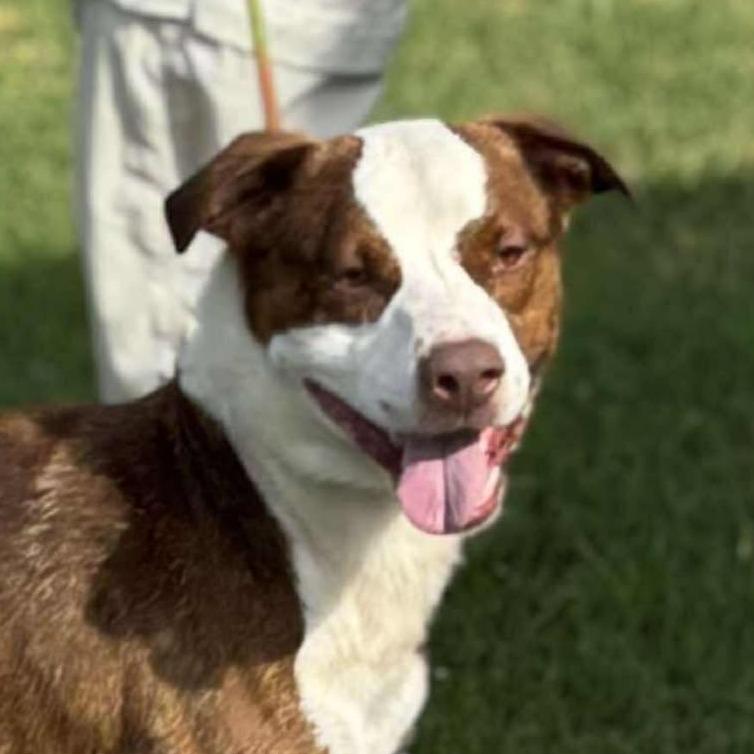 Enlarge Charlie Chaplin, a Adoptable Terrier in Hackett, AR image 5/6