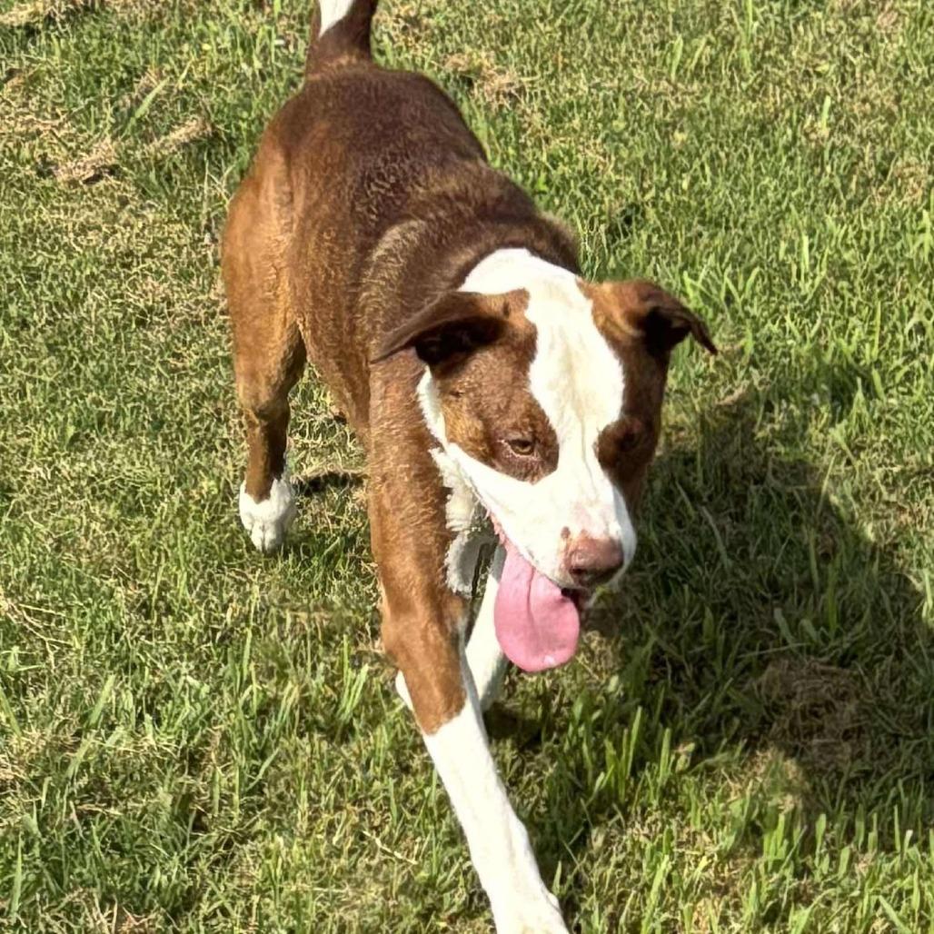 Enlarge Charlie Chaplin, a Adoptable Terrier in Hackett, AR image 6/6
