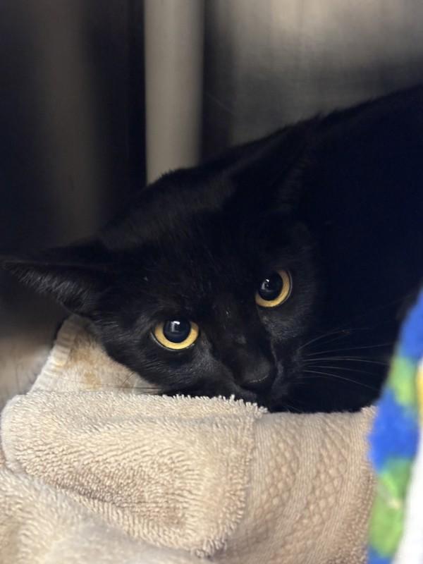 Andromeda, a Adoptable mixed breed in Santa Rosa, CA image 2/2