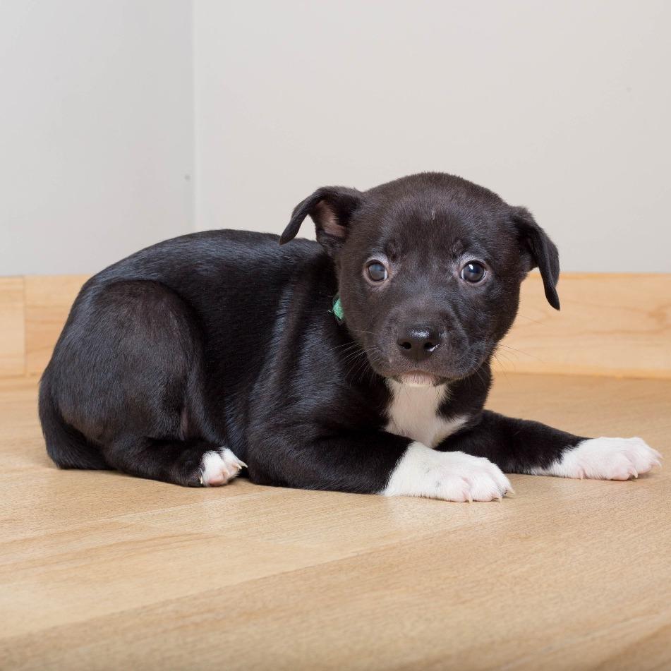 Malcolm D70944, Adoptable, Puppy Male Labrador Retriever & Beagle.