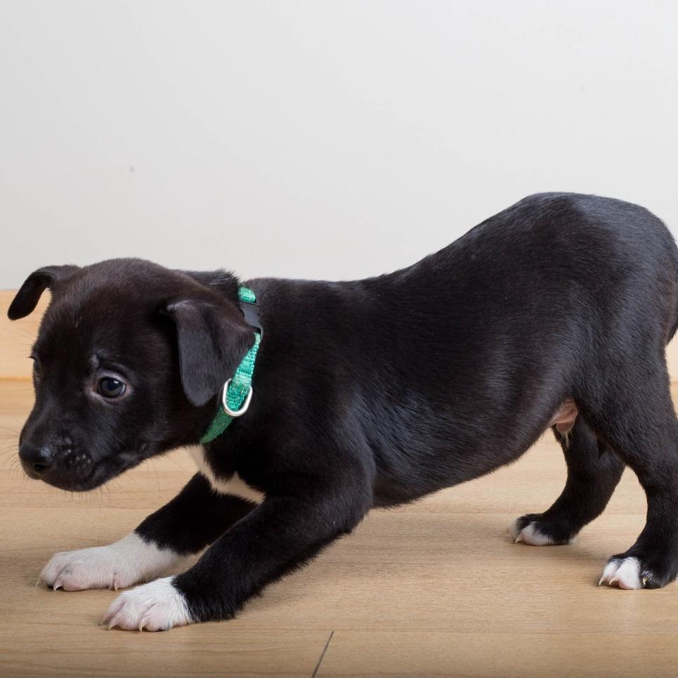 Enlarge Malcolm D70944, a Adoptable mixed breed in Minnetonka, MN image 2/3