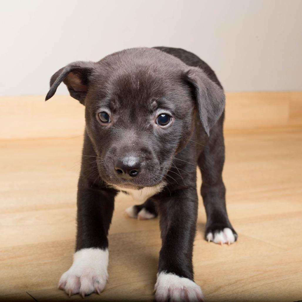 Enlarge Malcolm D70944, a Adoptable mixed breed in Minnetonka, MN image 3/3