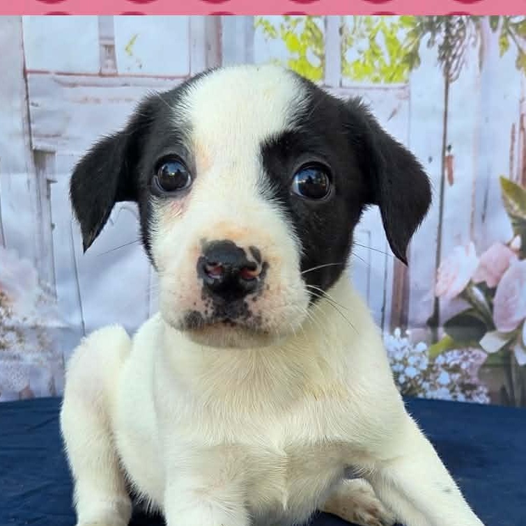 Enlarge Desiree, a ADOPTABLE mixed breed in Mount Hermon, LA image 1/1