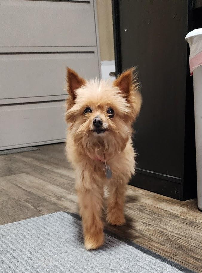 Kellie (125-26), an adopted mixed breed in Cambridge, OH image 3/6