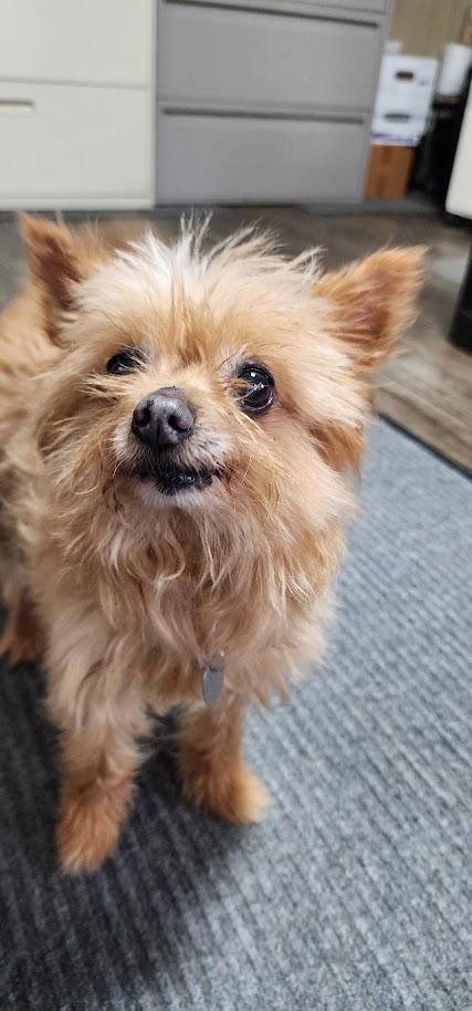 Kellie (125-26), an adopted mixed breed in Cambridge, OH image 1/6
