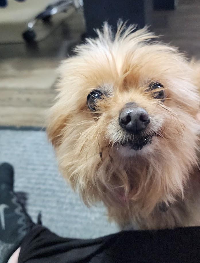 Kellie (125-26), an adopted mixed breed in Cambridge, OH image 6/6