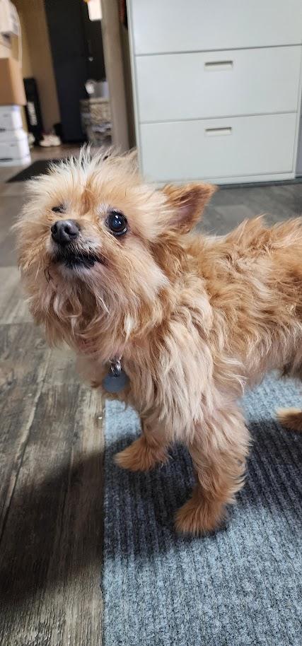 Kellie (125-26), an adopted mixed breed in Cambridge, OH image 2/6