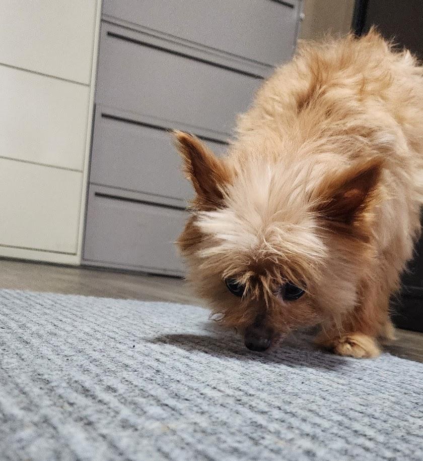 Kellie (125-26), an adopted mixed breed in Cambridge, OH image 5/6