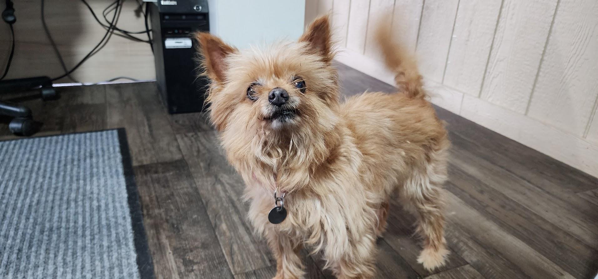 Kellie (125-26), an adopted mixed breed in Cambridge, OH image 4/6