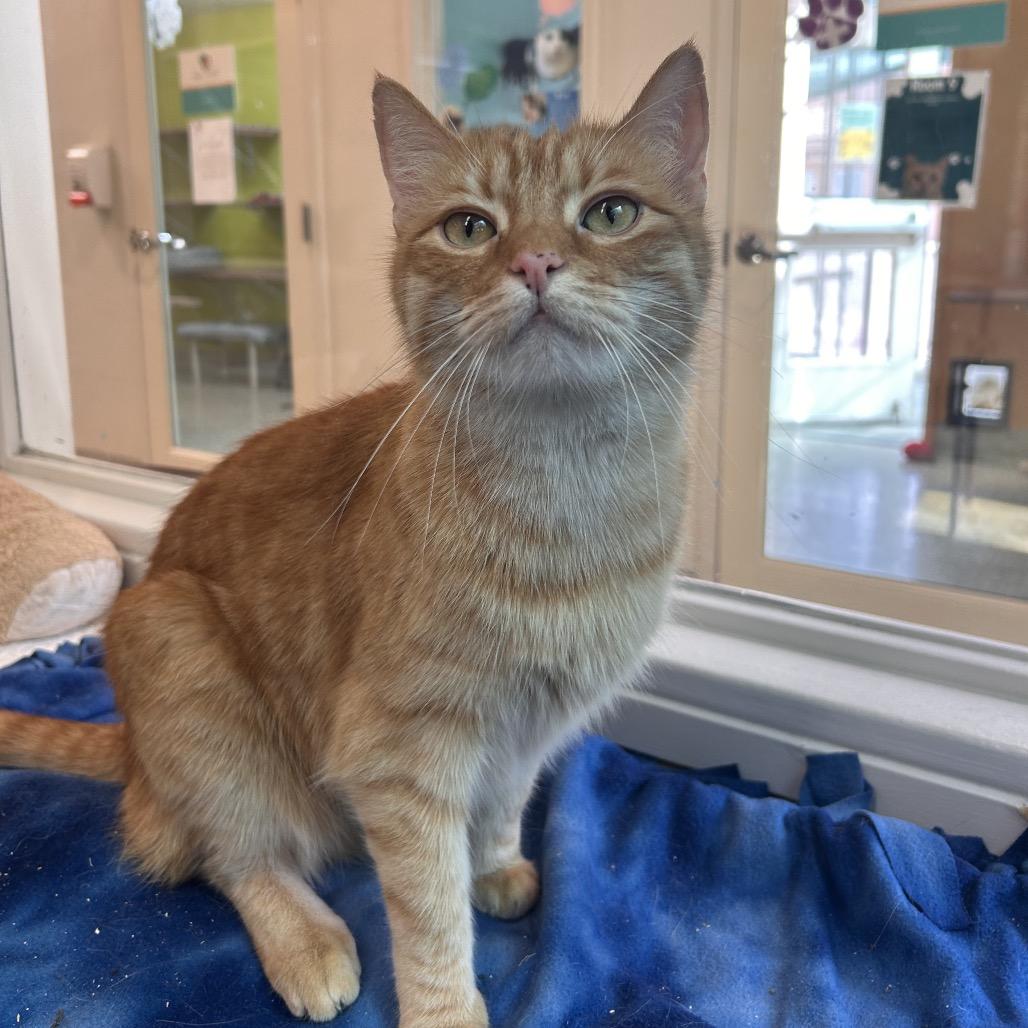 Frangelico, Adoptable, Adult Male Domestic Short Hair.