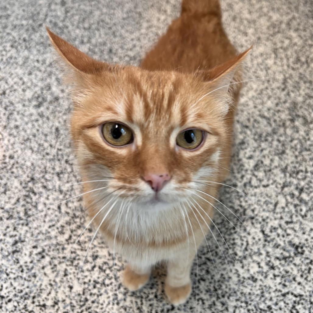 Enlarge Frangelico, a Adoptable Domestic Short Hair in Fresno, CA image 2/6