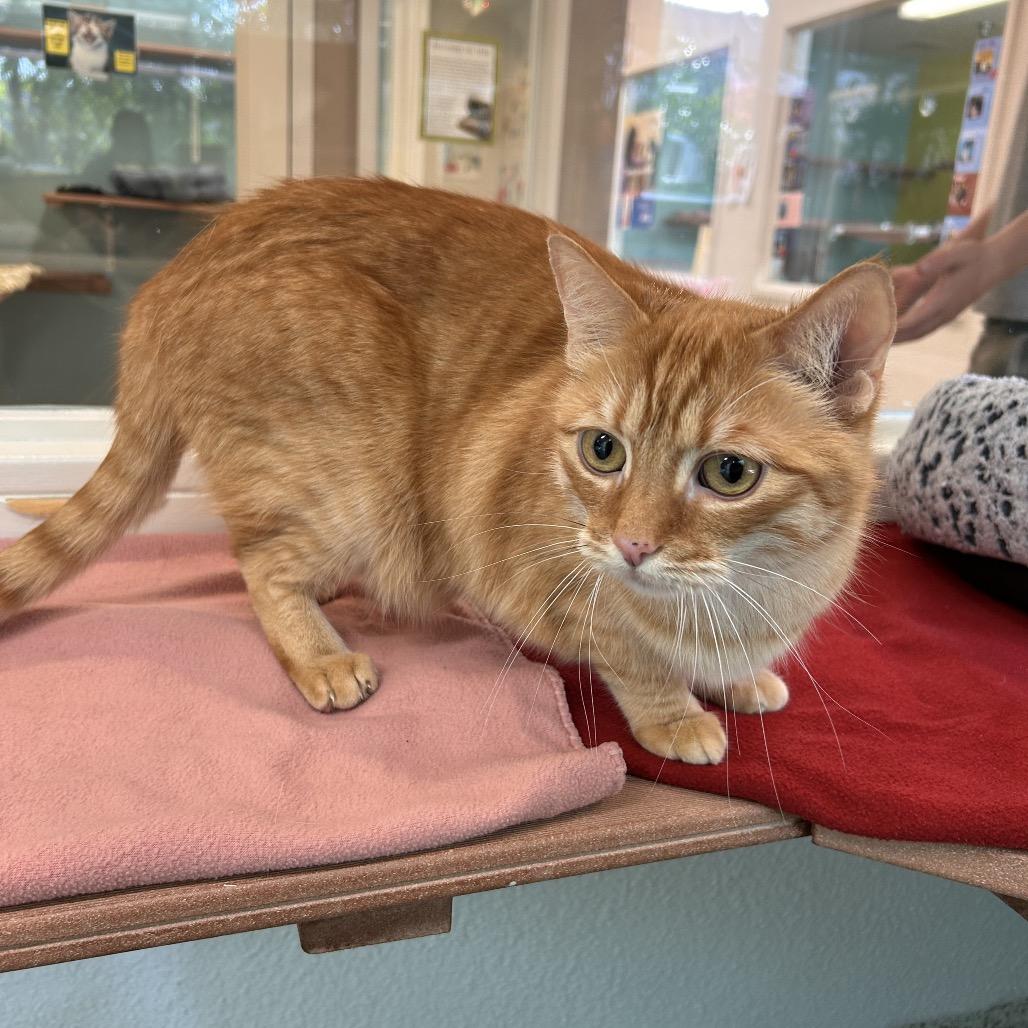 Enlarge Frangelico, a Adoptable Domestic Short Hair in Fresno, CA image 3/6