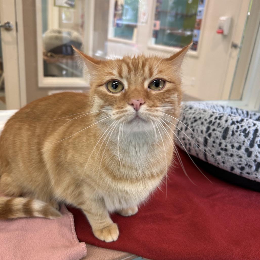 Enlarge Frangelico, a Adoptable Domestic Short Hair in Fresno, CA image 4/6